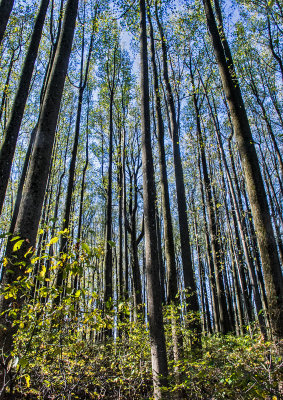 Poplars-in-Fall