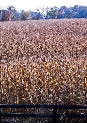 Cornfield-with-Fence