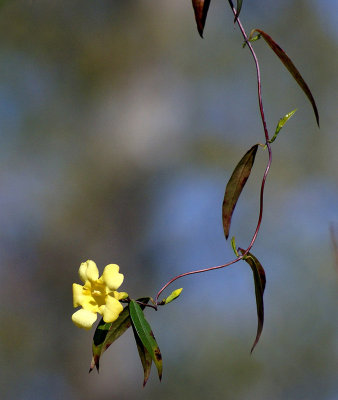 Wild vine flower