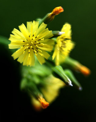 Tiny Flower