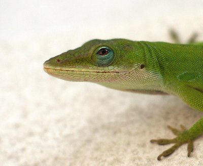 Anole