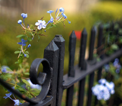 Flowers and Fence