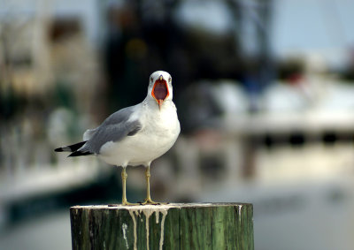 Cranky Gull