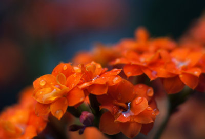1024DSC00180.jpg