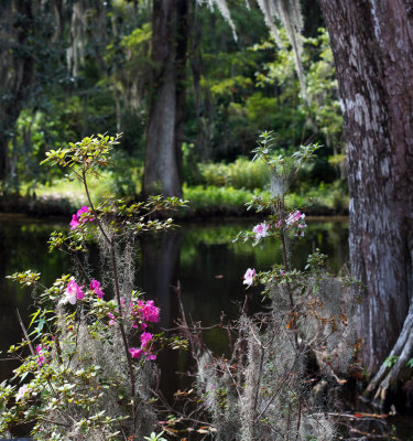 1024 Flowers and swamp.jpg