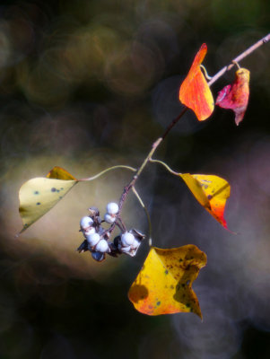1024DSC08626.jpg