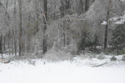 Beast - limbs downed into dogwood