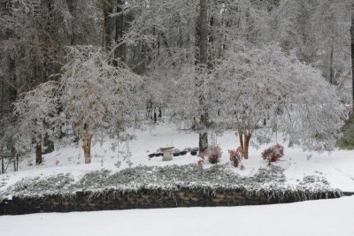 Beauty - crepe myrtles