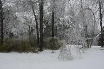 Beauty - bent river birch