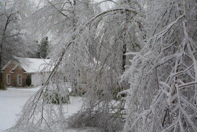 Beast - more trees with ice