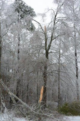 Beast - broken oak tree