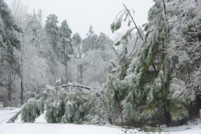 Beast - damaged pines