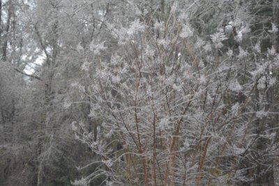 Beauty - early ice in crepe myrtle