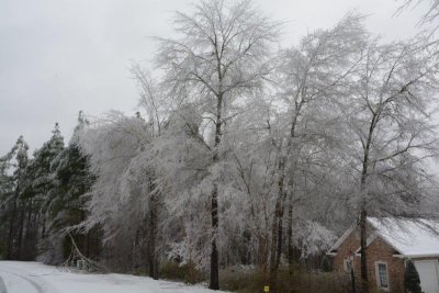 Beauty - ice laden trees in front