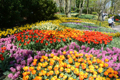 Keukenhof Tulips