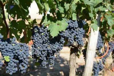 Grapes, Chateau Villemaurine, St Emilion