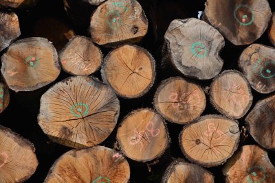 Tonnellerie Sylvain Barrels - raw materials (oak)