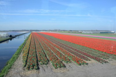 Tulip fields around Keukenhof