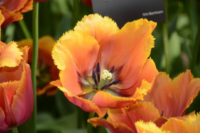 Tulips at Keukenhof