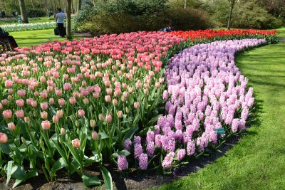 Tulips at Keukenhof