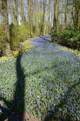 Hyacinth river at Keukenhof