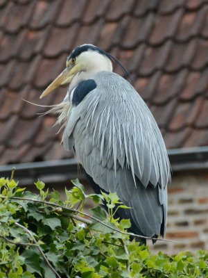 Pelican in Bruges