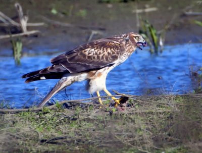 Fazio Wildlife Area, Sacramento Valley