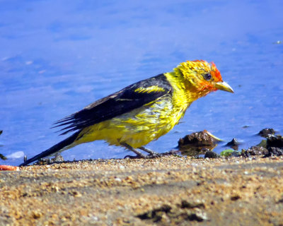 Yellow-headed Blackbird