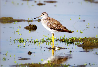 Yellowlegs