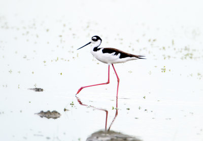 Black-necked Stilt, Yolo Basin Wildlife Area