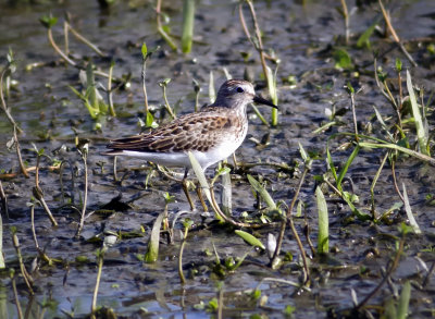 Lease Sandpiper, Yolo Bypass Wildlife Reserve