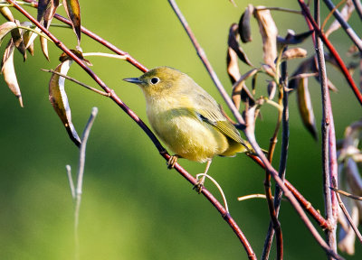 Wilson's Warbler, North Davis, CA
