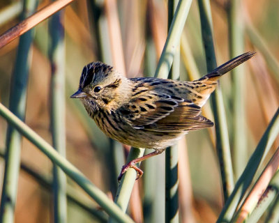 Lincoln's Sparrow, North Davis, CA