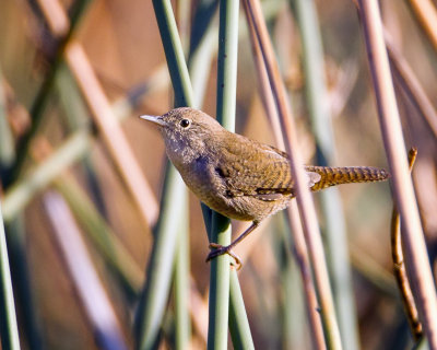 House Wren, North Davis, CA