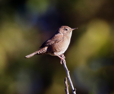 House Wren