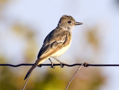 Ash-throated Flycatcher, North Davis, CA