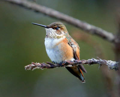 Rufous Hummingbird