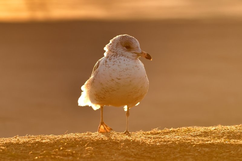 early morning light...