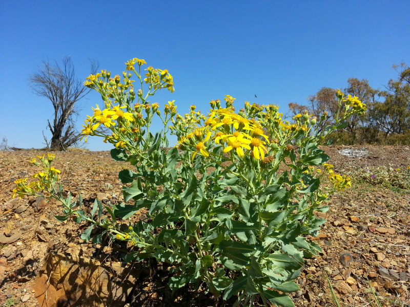 20140927_104955.jpg