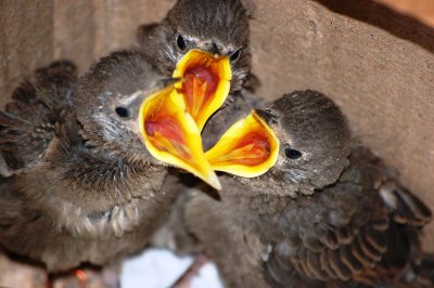 young starlings