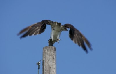 Birds of Florida