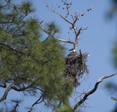 Eagle on nest
