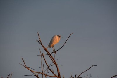 Egret in the sunrise