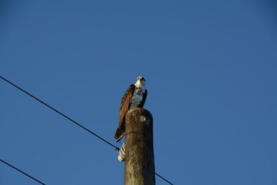 Osprey unhappy to be watched