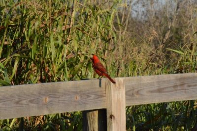Cardinal (more affectionately known as Tweak)