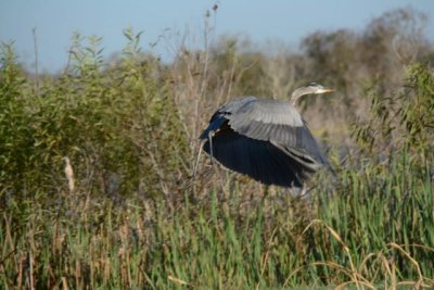 Great Blue taking off