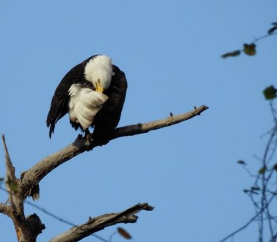 Bald Eagles