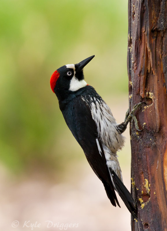 Acorn Woodpecker