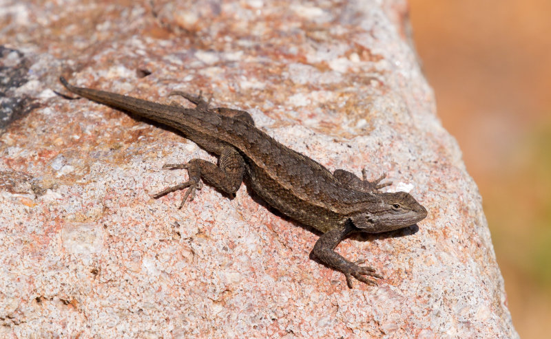 Southern Prairie Lizard