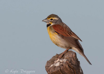 Dickcissel